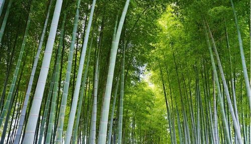 竹韻橋鎮 以竹為媒，編織鄉村振興新篇章