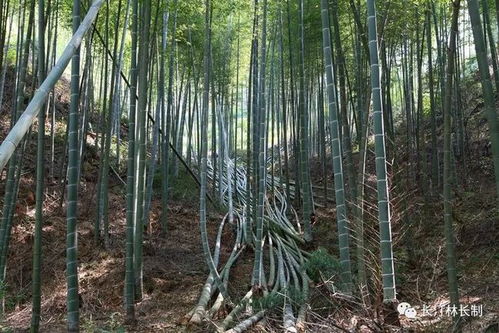 讓竹林成為美麗鄉村的一道風景線——長汀縣成立竹業發展協會推動竹制品加工產業化
